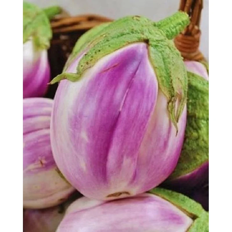 EGGPLANT ROSA BIANCA – 4″ POT