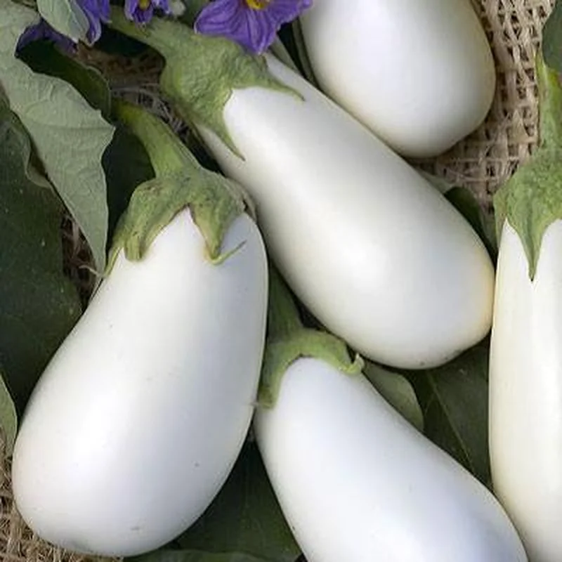 EGGPLANT WHITE STAR – FLAT OF 32 PLANTS