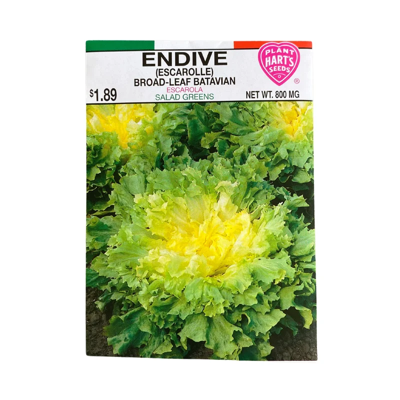 Endive Broadleaf (Escarolle)