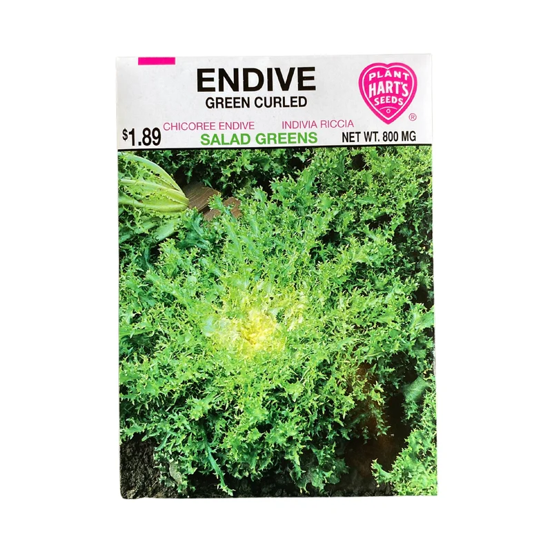 Endive Green Curled