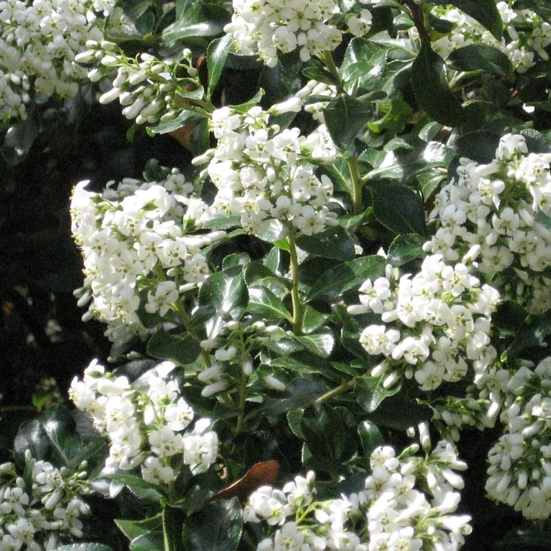 ESCALLONIA IVEYII