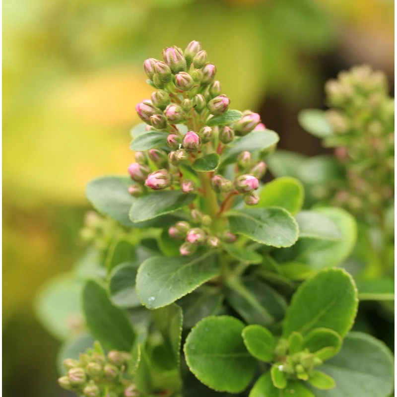 Escallonia Pink Elle