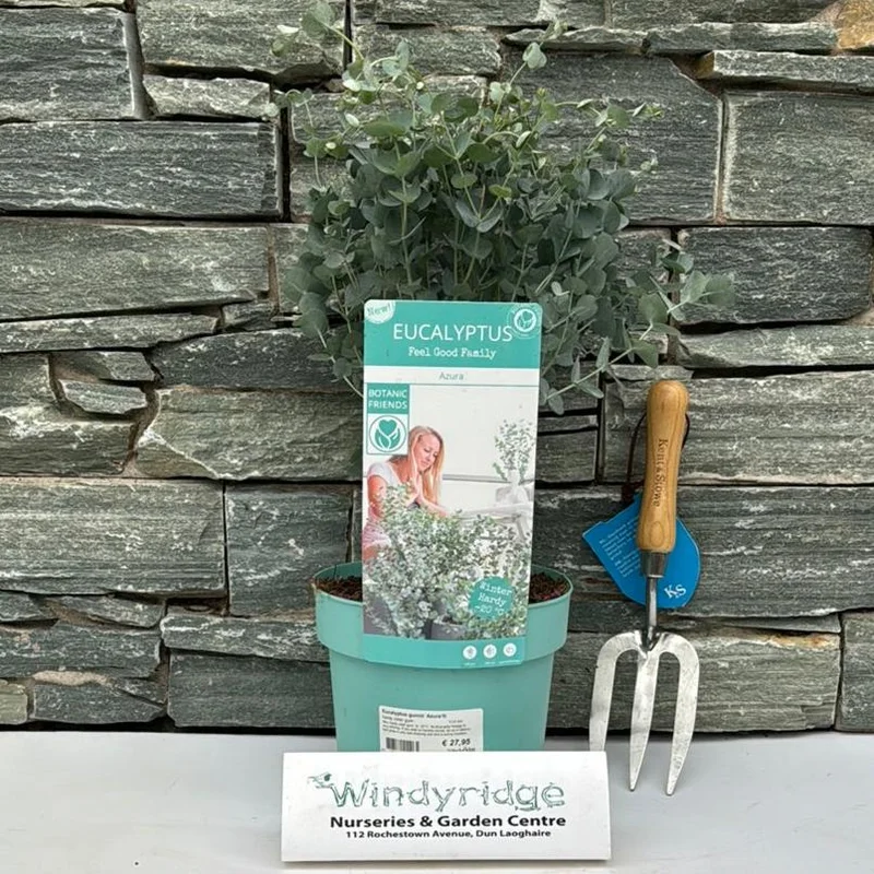 Eucalyptus gunnii Azura3 Ltr pot