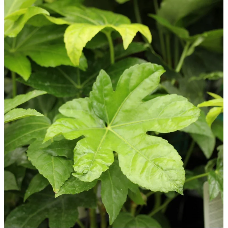 FATSIA japonica LV9