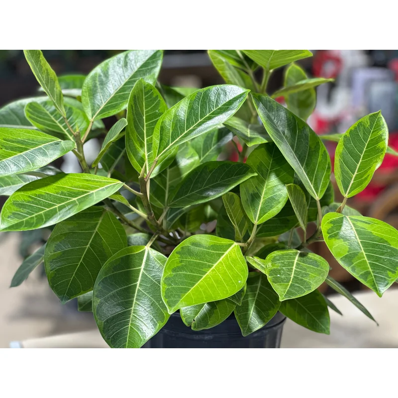 Ficus Altissima Bush – 8″