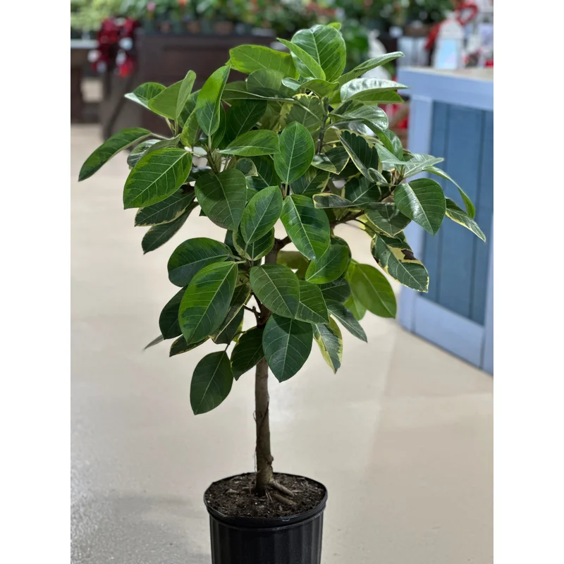 Ficus altissima ‘Yellow Gem’ – 10″ STD