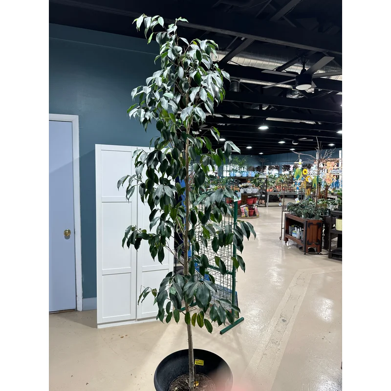 Ficus benjamina ‘Spire’ – 10″ Std./Column