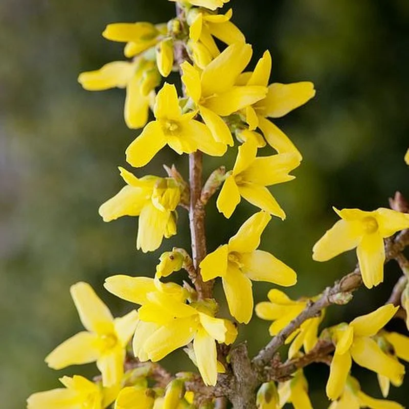 Forsythia int. Spectabilis3 Ltr pot