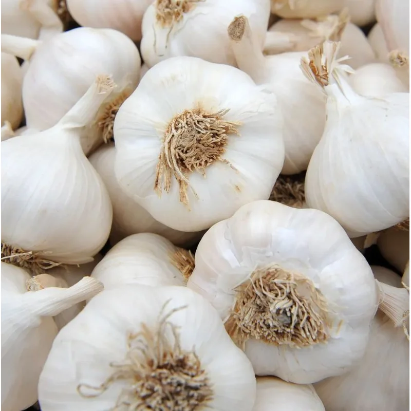 GARLIC ALLIUM SATIVUM