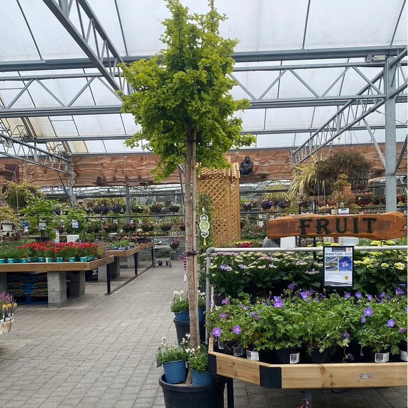 GINKGO BILOBA MARIKEN CLT 55 CIRC. TR. 14 – 16 CMSTD