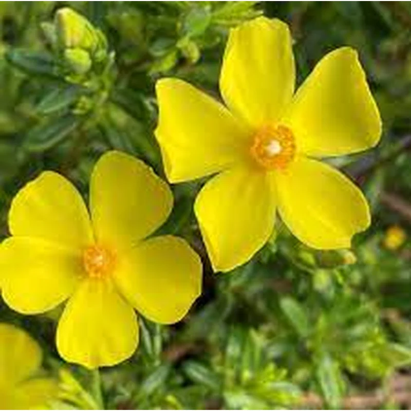 HALIMIUM LIBANOTIS