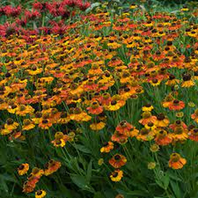 HELENIUM Sahins Early Flowerer