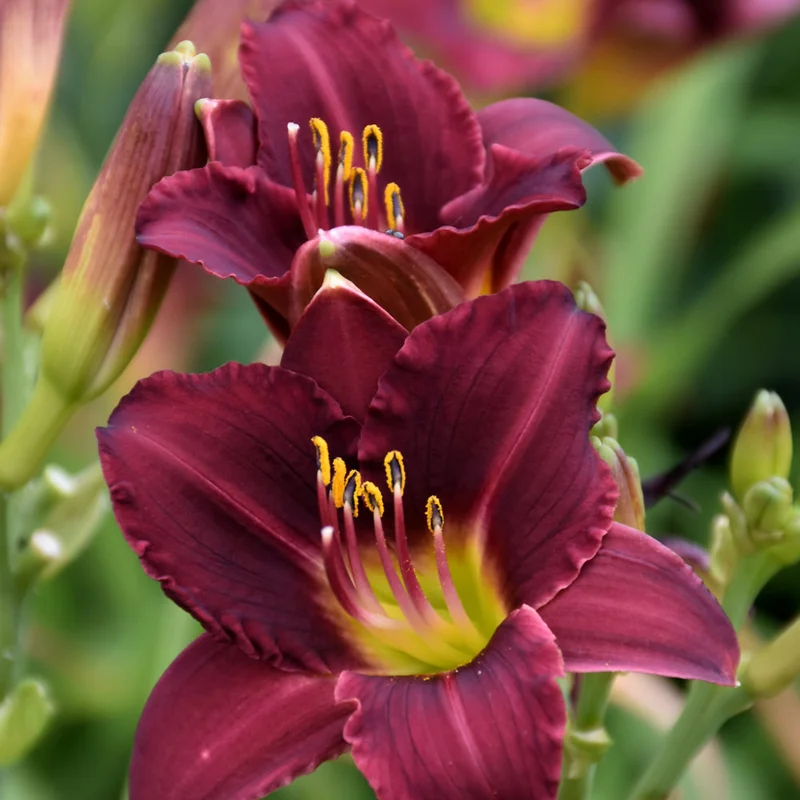 HEMEROCALLIS RUBY STELLA