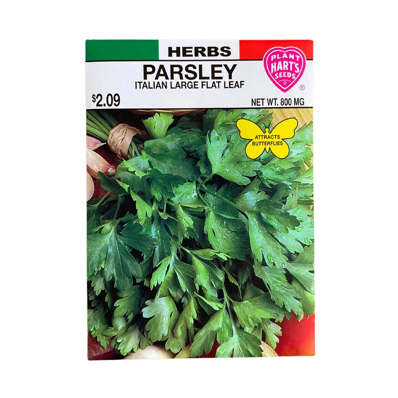 Herb Parsley Plain Leaf
