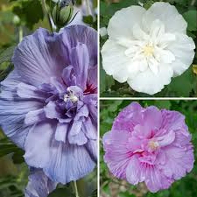 Hibiscus syr. Chiffon mix3 Ltr pot