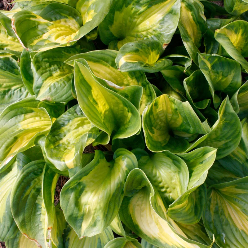 HOSTA ETCHED GLASS