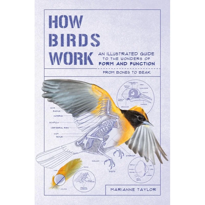 How Birds Work: An Illustrated Guide to the Wonders of Form and Function – From Bones to Beak (How Nature Works) by Marianne Taylor