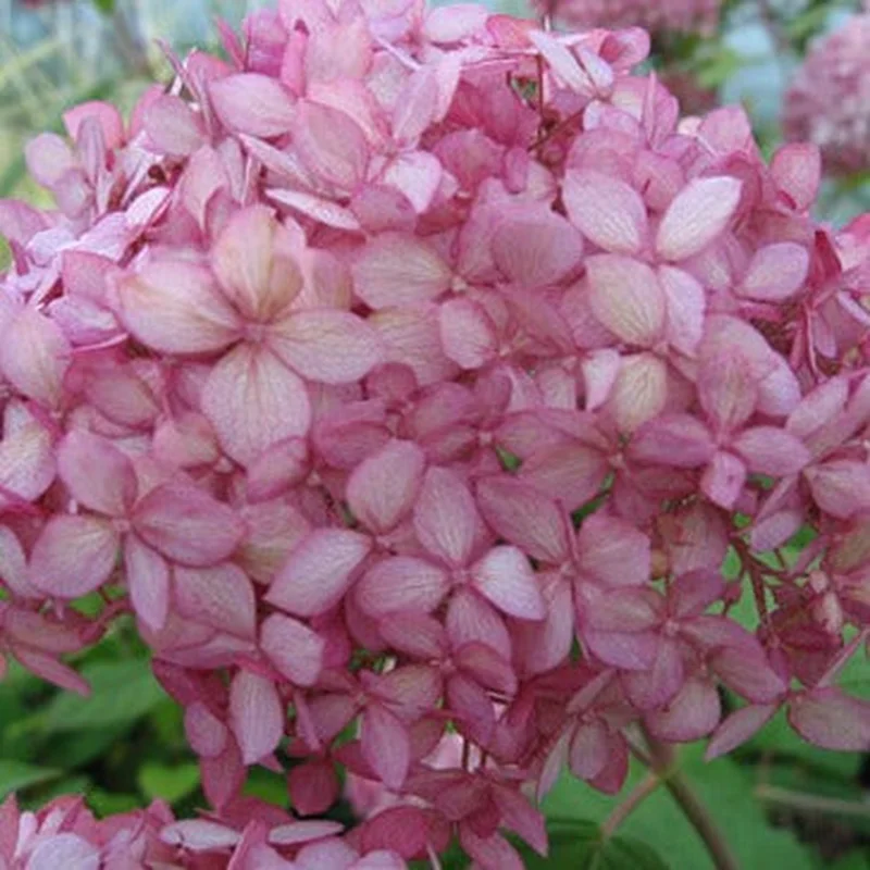 Hydrangea arbor. Pink Annabelle3 Ltr pot