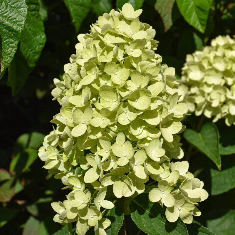 HYDRANGEA DRAGON BABY