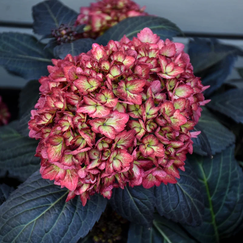 HYDRANGEA ECLIPSE
