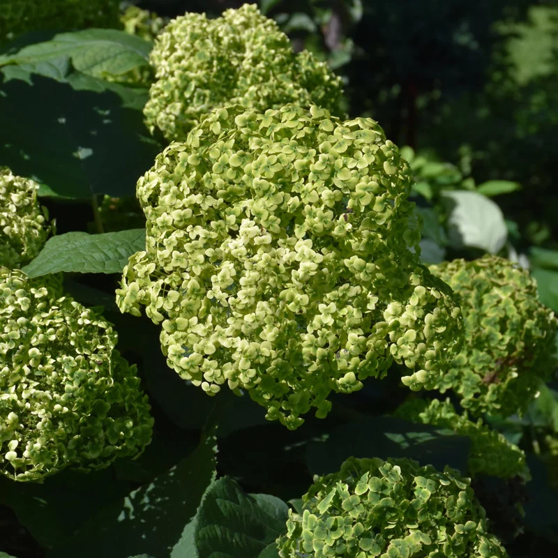 HYDRANGEA INVINCIBELLE SUBLIME