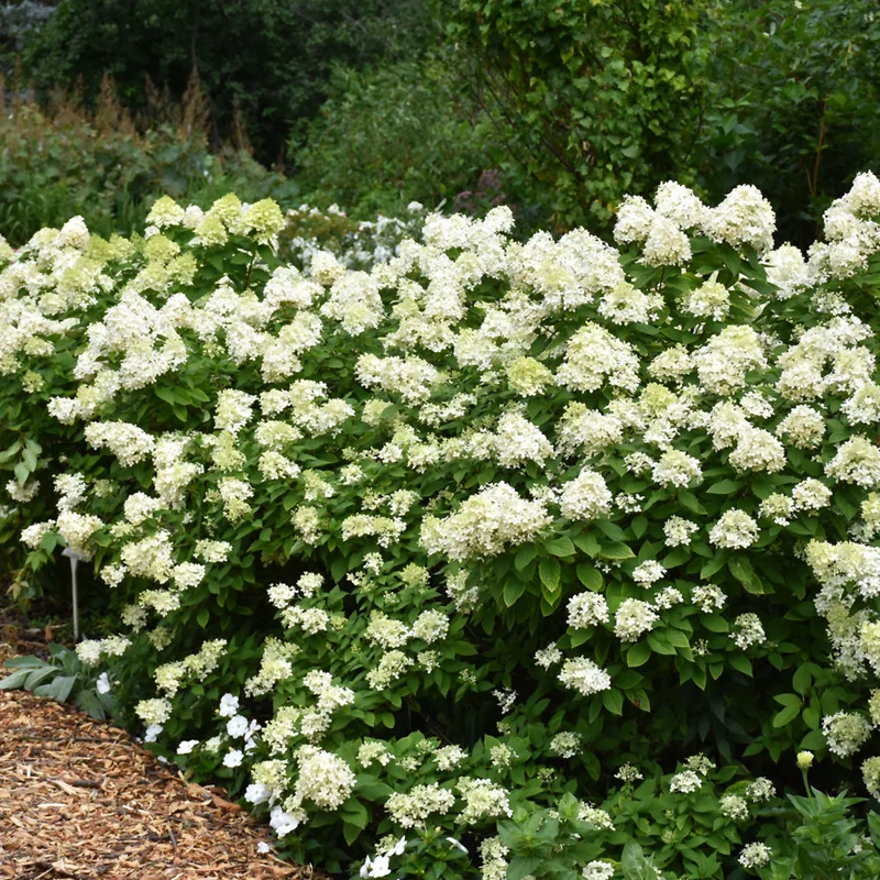 HYDRANGEA LIMELIGHT PRIME