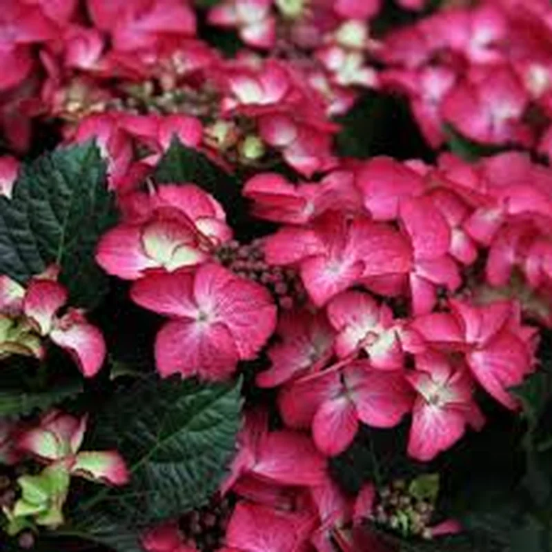 Hydrangea m. Dark Angel redP23, 7+ flower