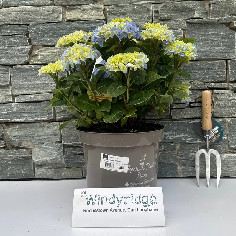 HYDRANGEA M. FABOLO