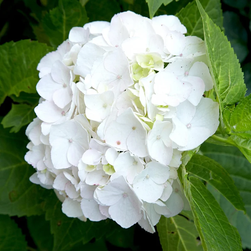 Hydrangea macr. WhiteP23, 7+ flower
