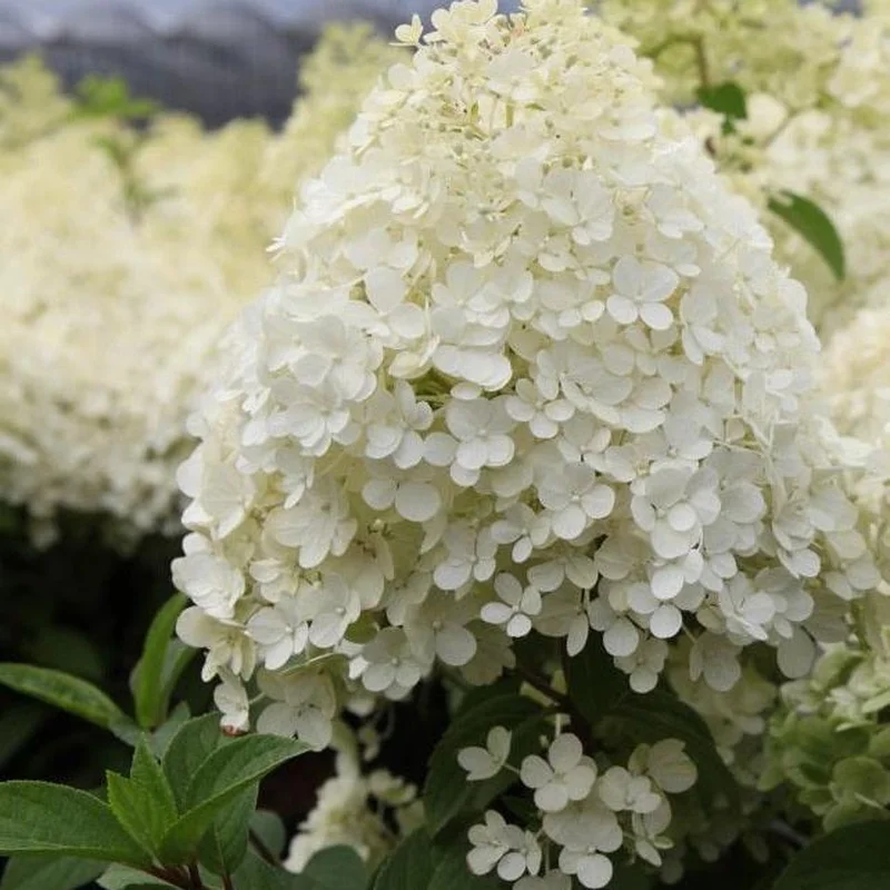 Hydrangea pan. Bobo