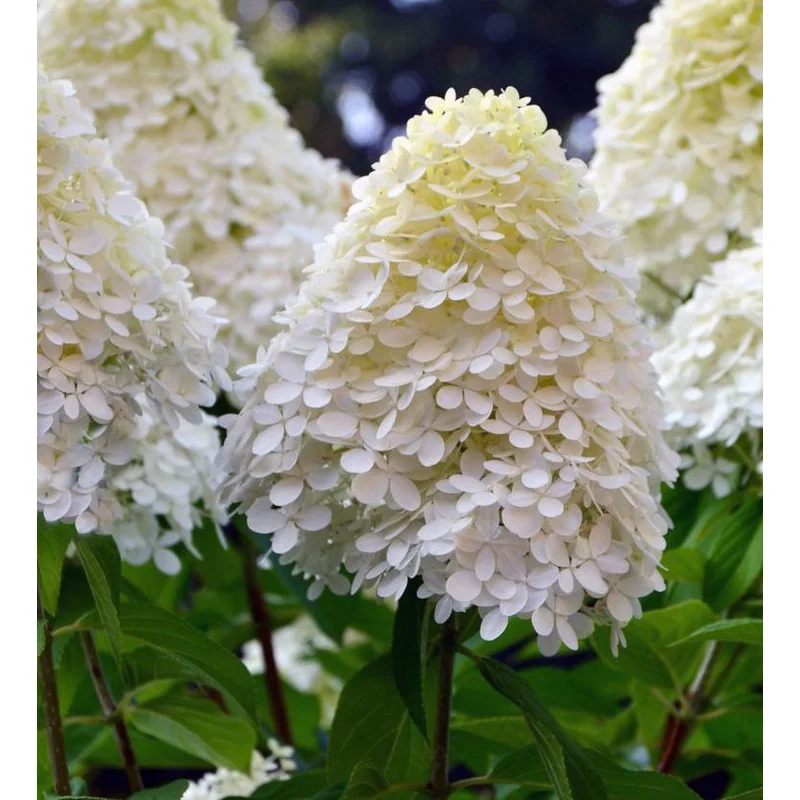 Hydrangea pan. Limelight