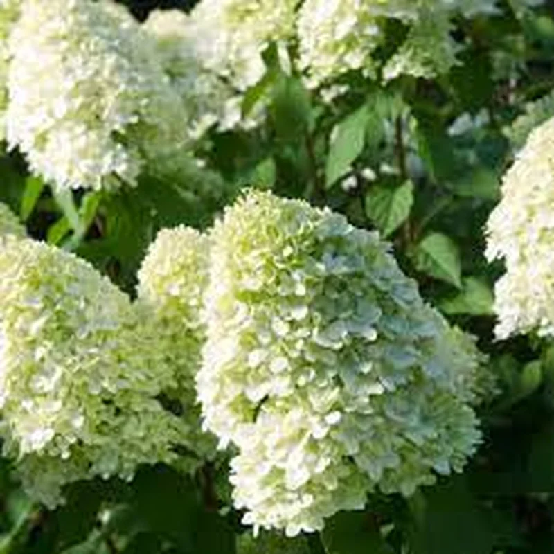 Hydrangea pan. Limelight3 Ltr pot