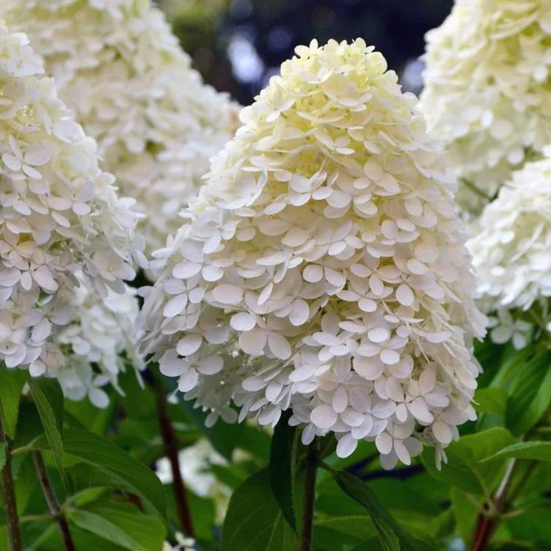 Hydrangea pan. Limelight7.5 Ltr pot
