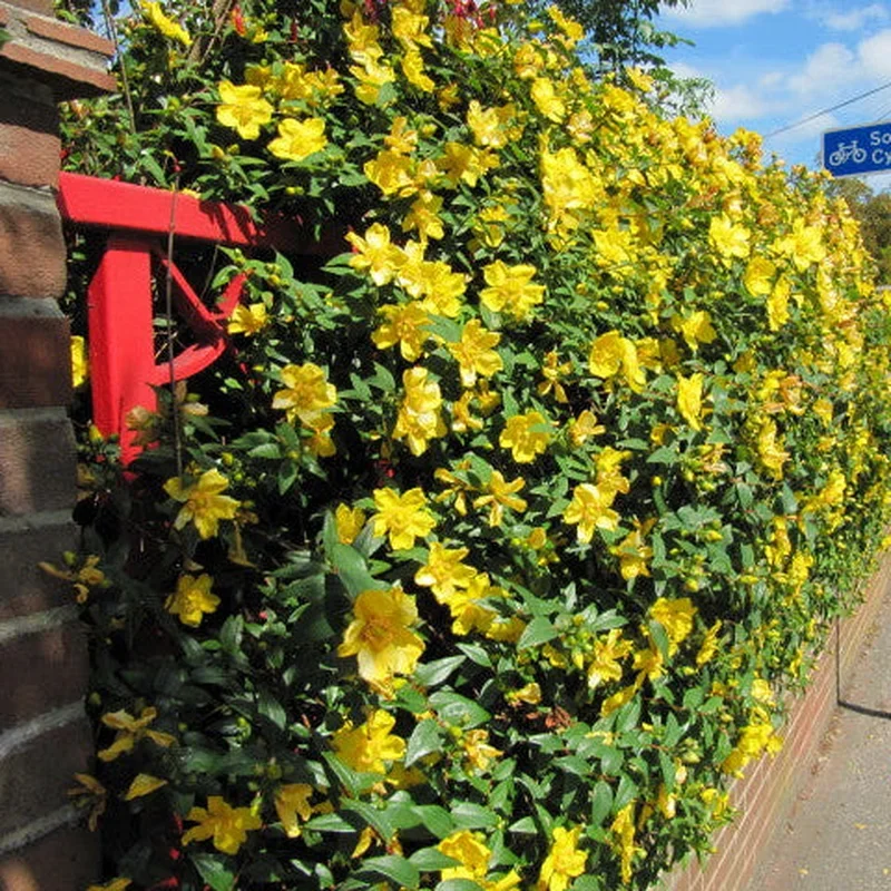 Hypericum Hidcote
