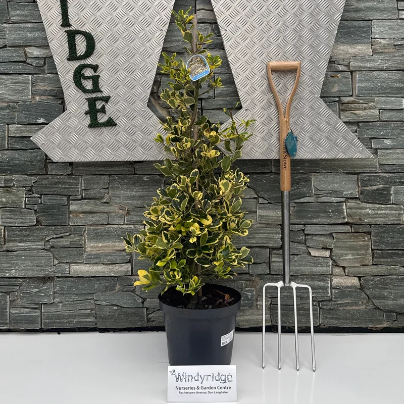 Ilex altaclerensis Golden King100-125 CM