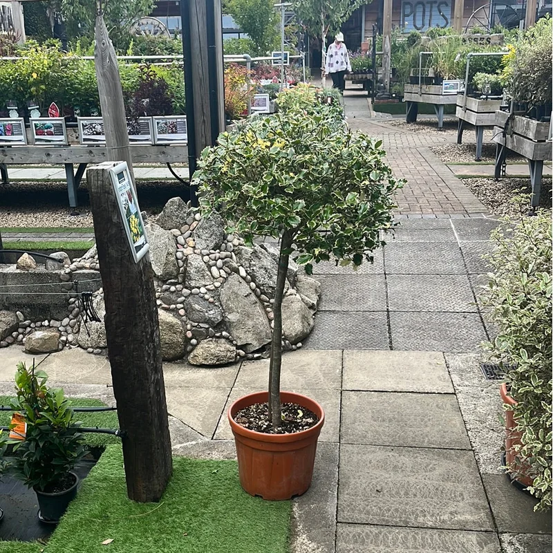 ILEX AQ. AUREOMARGINATA CLT 30 CHIOMA50– 60CM 1/2 STD