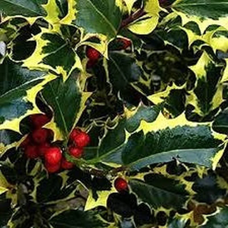 Ilex aq. Madame Briot 60-80 CM