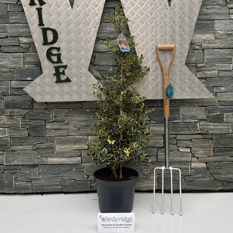 Ilex aquif Argentea Marginata100-125 CM C10