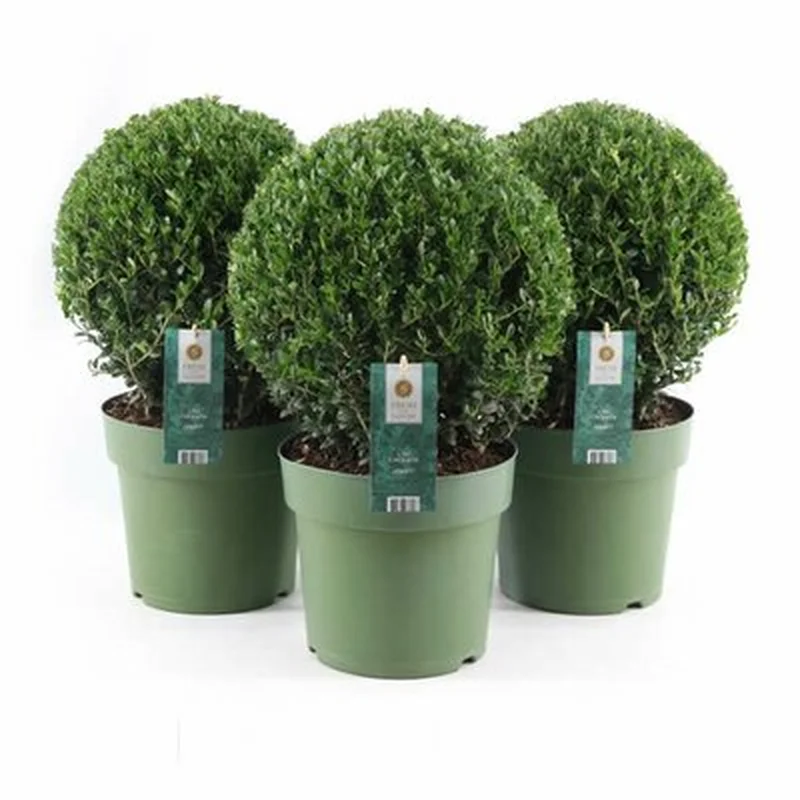 Ilex cre. Jenny P27-(9-LTR) Ball-40CM