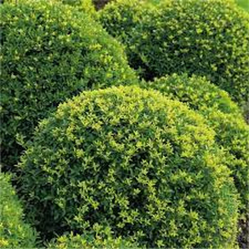 Ilex crenata50-60 CM PYR C4