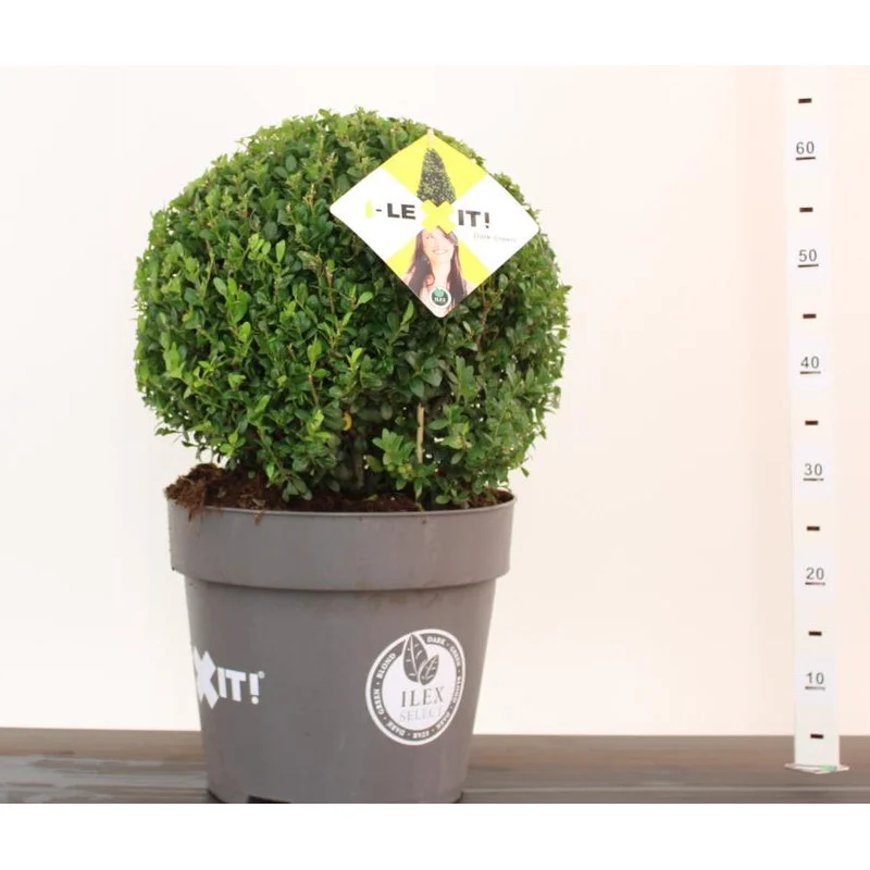 Ilex crenata Dark Green40 CM BALL C15