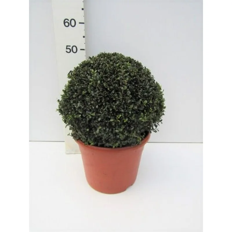 Ilex crenata Stokes40 CM BALL C12