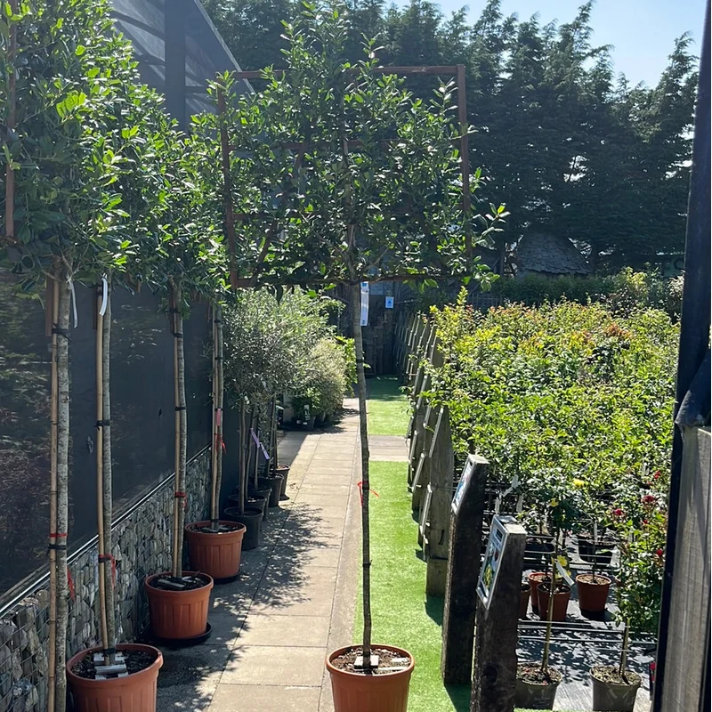 ILEX MUTCH. ‘NELLY R. STEVENS’ CLT 55 CIRC. TR. 10 – 12 CMSTD SPALL. LEGNO SU STELO 100 X 120 CM