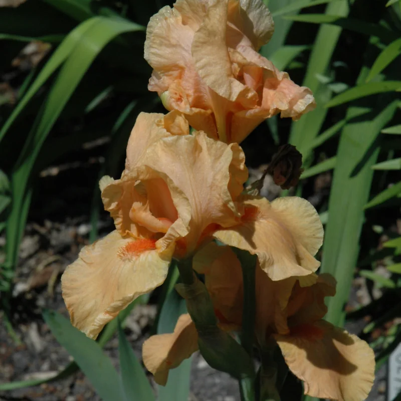 IRIS (INT.B) MARY MAHALOS
