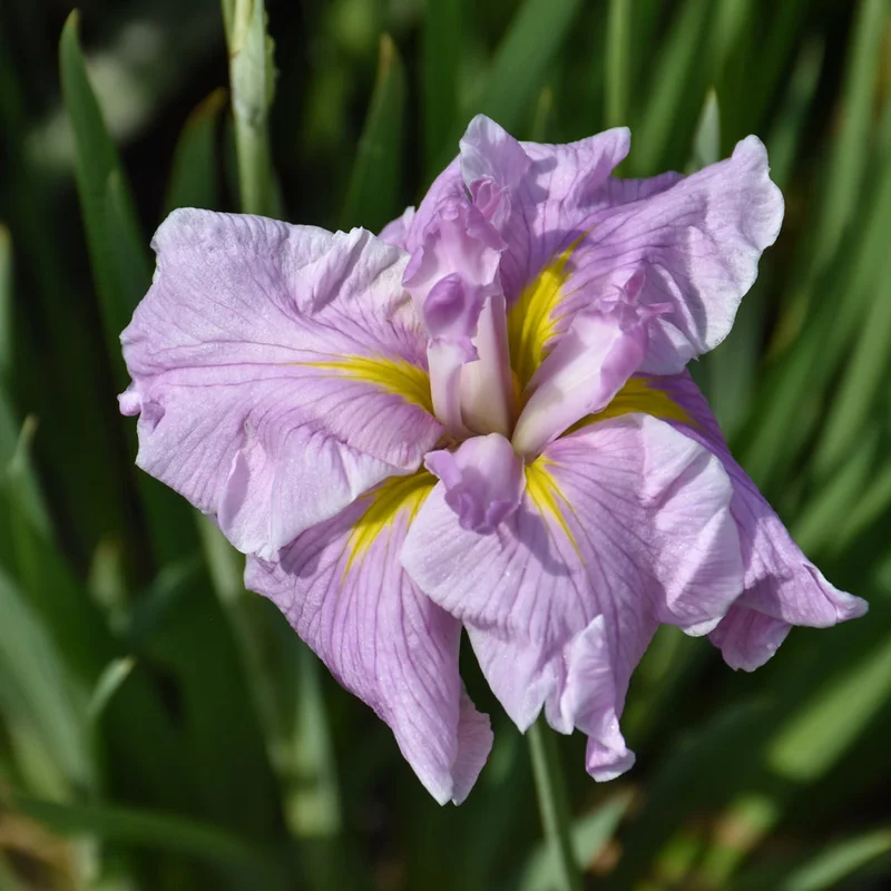 IRIS PINKERTON
