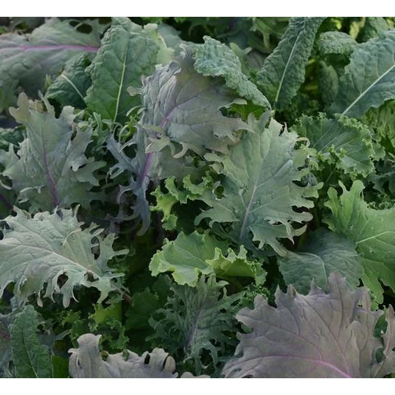 KALE STORM – JUMBO 6 PACK