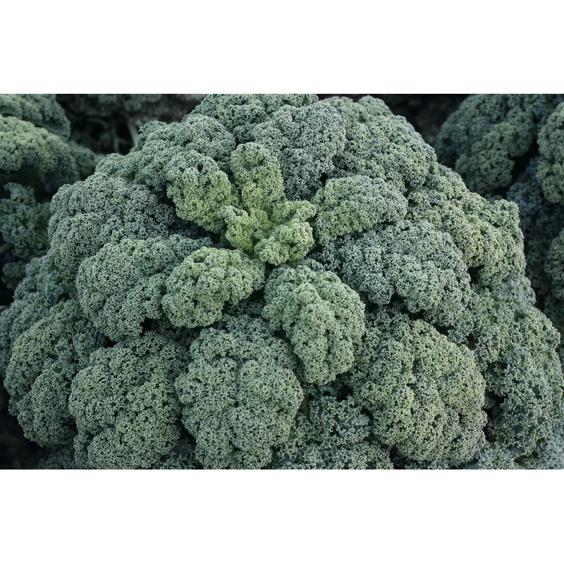 KALE WINTERBOR – FLAT OF 32 PLANTS