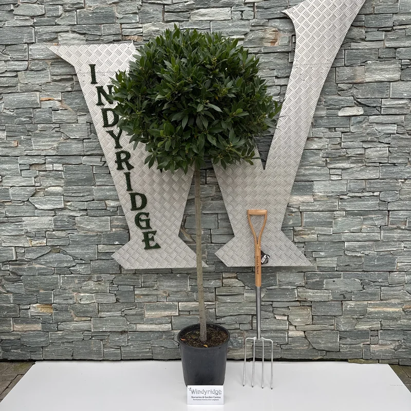 LAURUS NOBILIS BOL OP 5/4 STAM 65/70 P 30