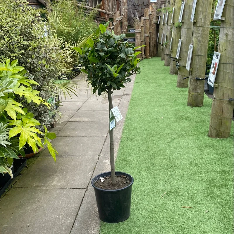 Laurus Nobilis half standard 30cm dia