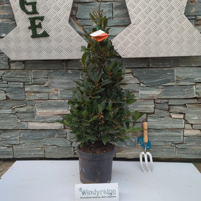 LAURUS NOBILIS PYRAMIDE 100 CM P 25 RED GOLD POT P30